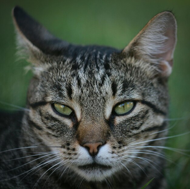 Foto close-up portret van een kat