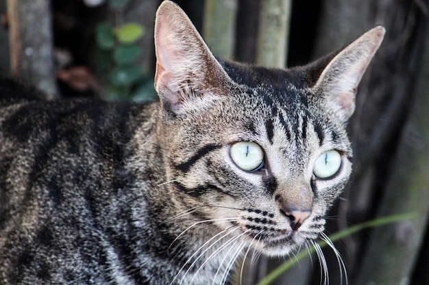 Close-up portret van een kat