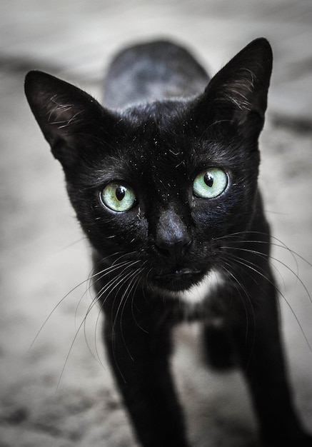 Foto close-up portret van een kat