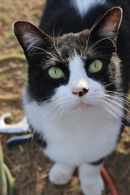 Foto close-up portret van een kat