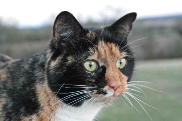 Foto close-up portret van een kat