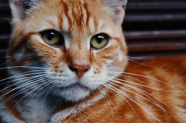 Close-up portret van een kat