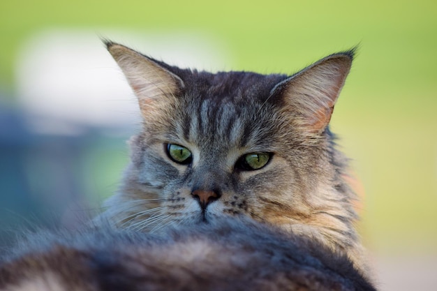 Close-up portret van een kat
