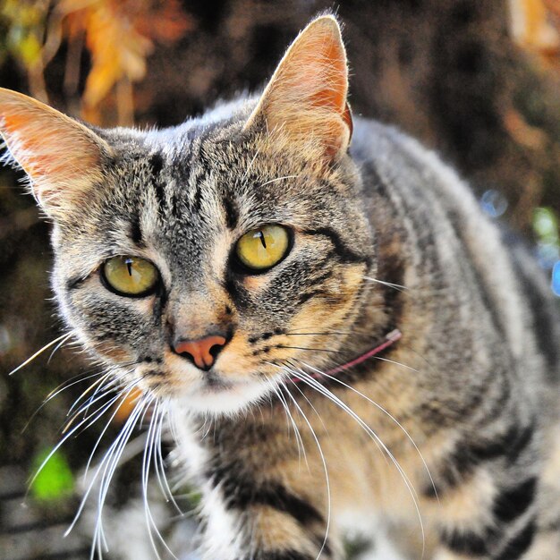 Foto close-up portret van een kat