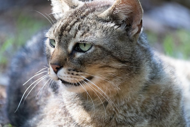 Close-up portret van een kat