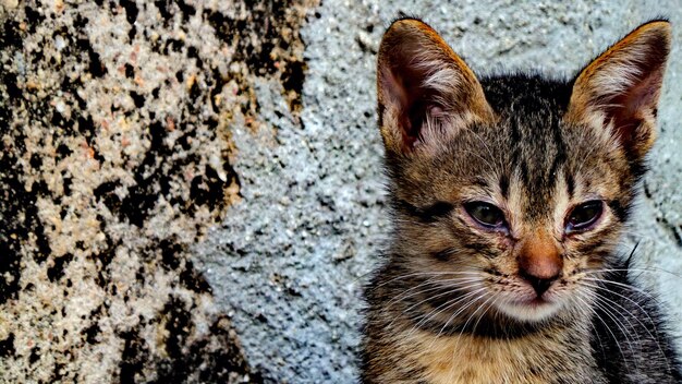 Foto close-up portret van een kat