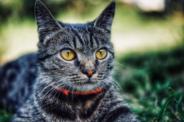 Foto close-up portret van een kat