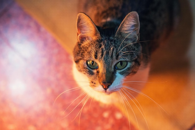 Close-up portret van een kat