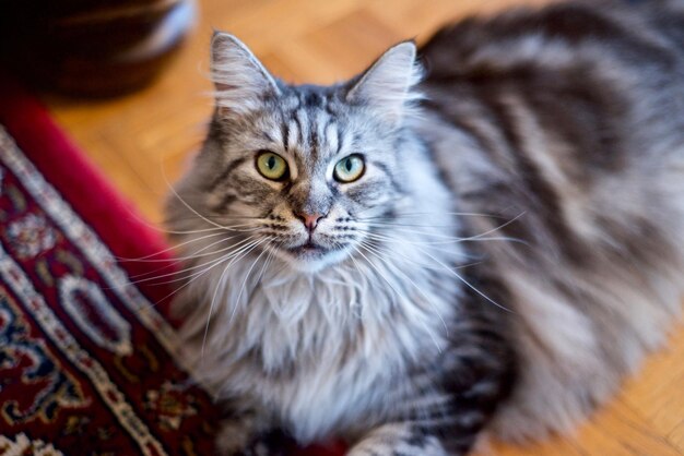 Foto close-up portret van een kat