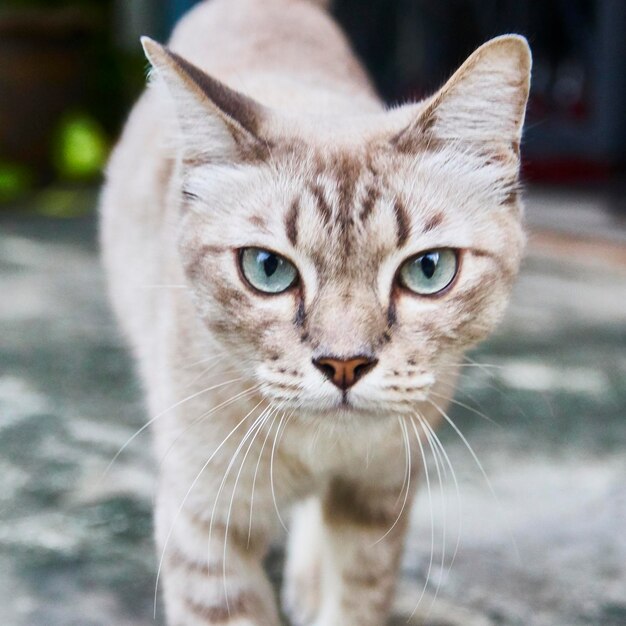 Foto close-up portret van een kat