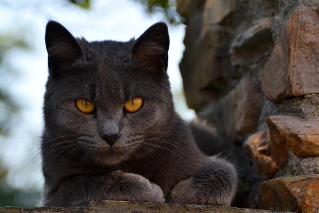 Foto close-up portret van een kat