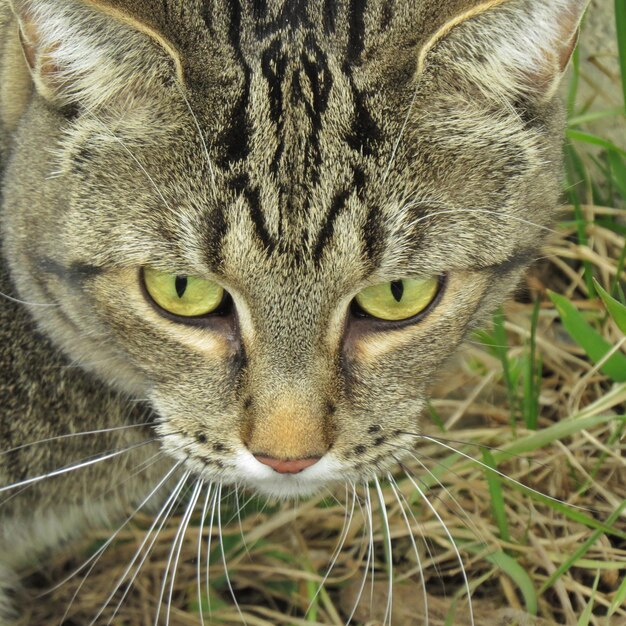 Foto close-up portret van een kat