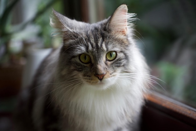 Close-up portret van een kat