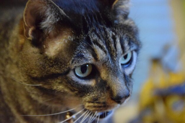 Foto close-up portret van een kat