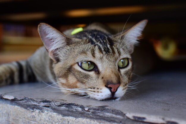 Foto close-up portret van een kat