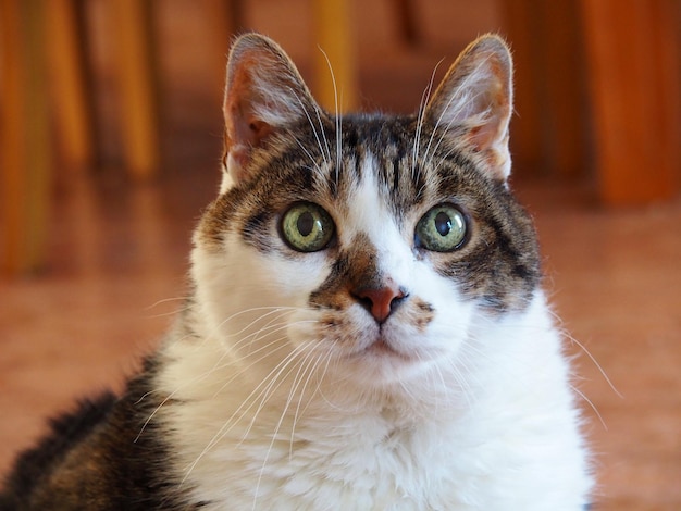 Close-up portret van een kat