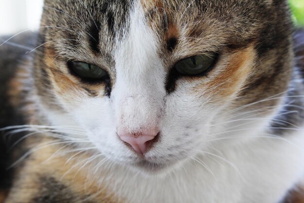 Close-up portret van een kat