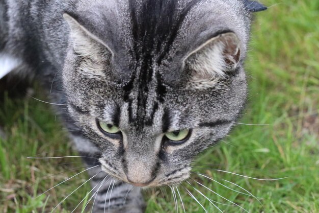 Foto close-up portret van een kat