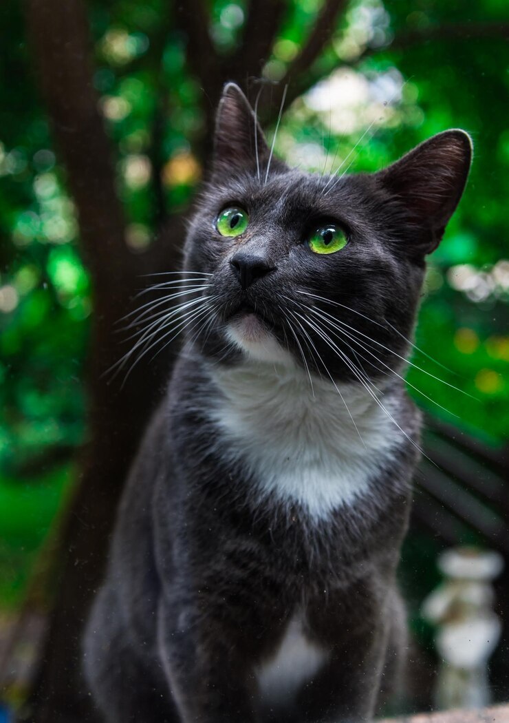 Foto close-up portret van een kat