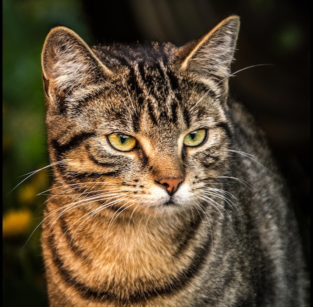 Close-up portret van een kat
