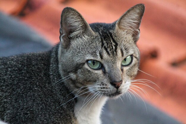 Foto close-up portret van een kat