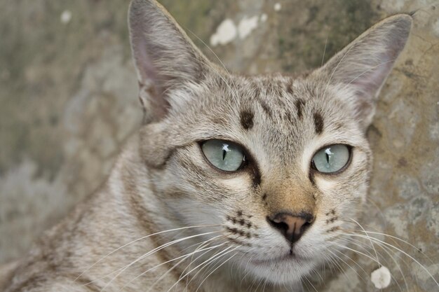 Foto close-up portret van een kat