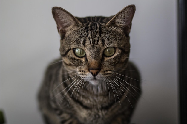 Close-up portret van een kat