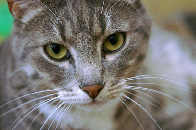 Close-up portret van een kat