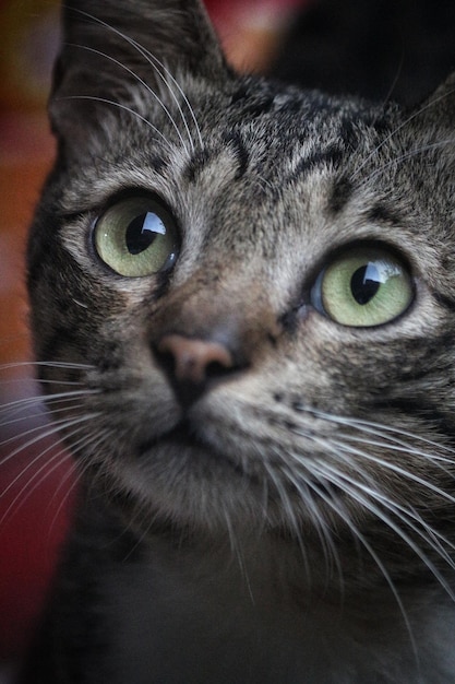 Foto close-up portret van een kat