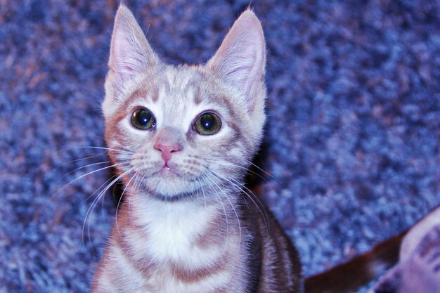 Foto close-up portret van een kat