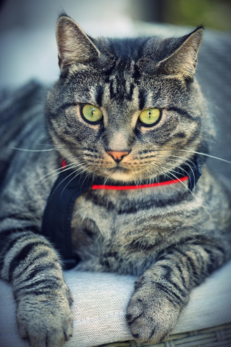 Foto close-up portret van een kat