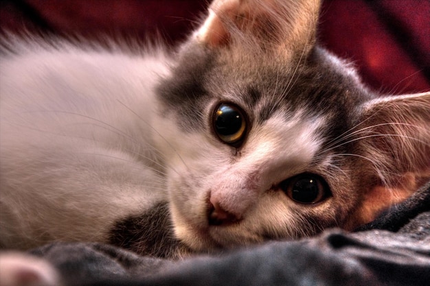 Foto close-up portret van een kat