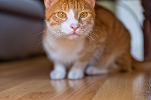 Close-up portret van een kat