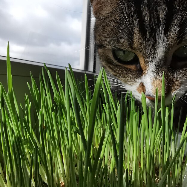 Close-up portret van een kat