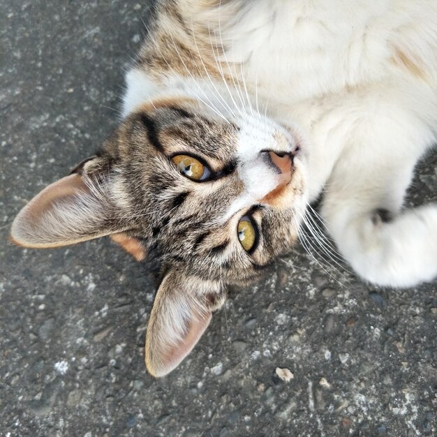 Foto close-up portret van een kat