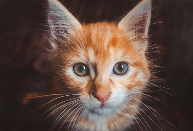 Close-up portret van een kat