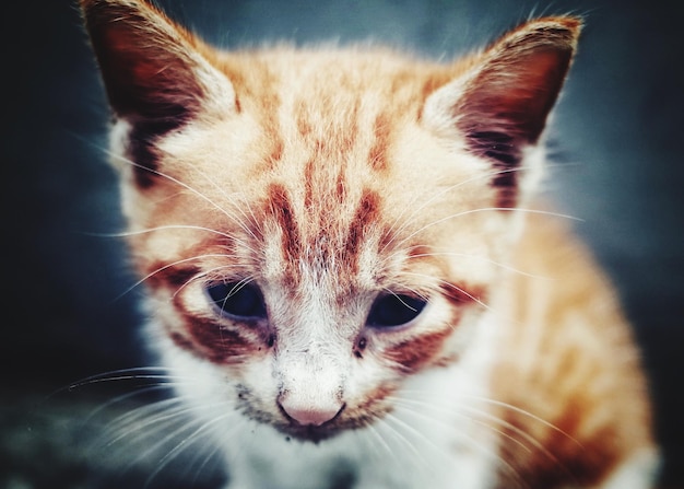 Close-up portret van een kat