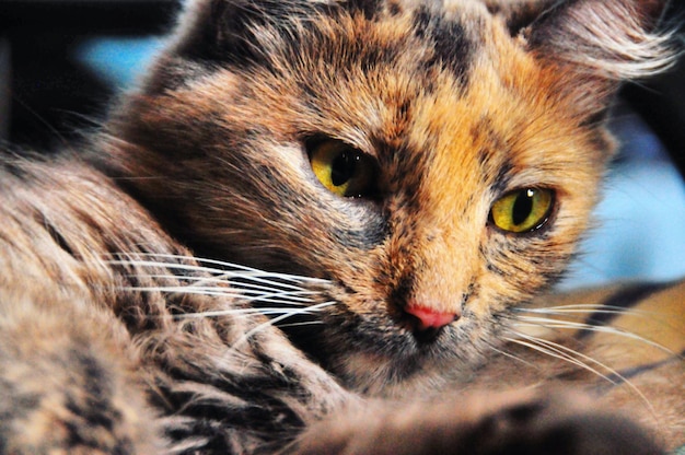 Close-up portret van een kat