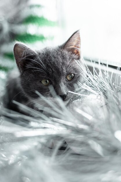 Foto close-up portret van een kat