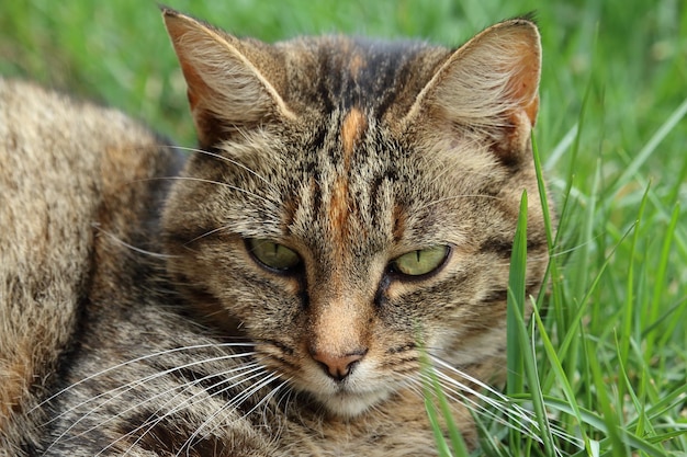 Close-up portret van een kat