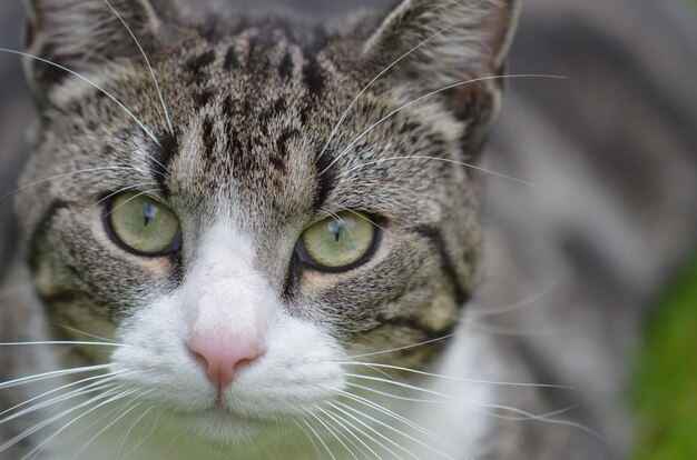 Foto close-up portret van een kat