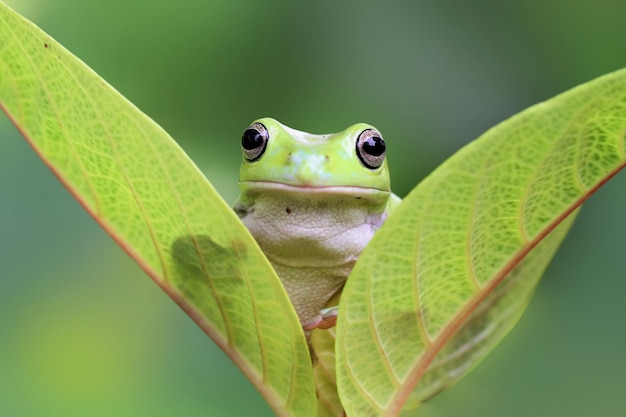 Close-up portret van een kikker op een blad