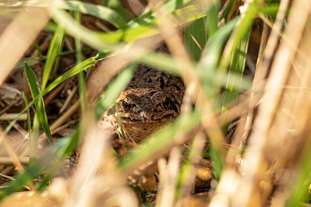 Close-up portret van een kikker op het veld.