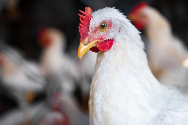 Close-up portret van een kip op een boerenerf. Een wit gevogelte met een rode kam kijkt nieuwsgierig. Traditionele biologische pluimveehouderij.