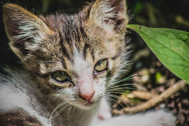 Close-up portret van een kitten op een zonnige dag