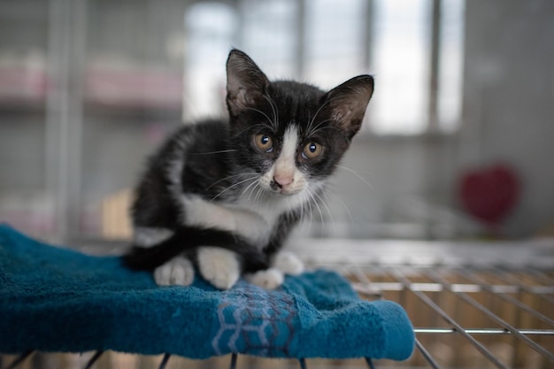 Close-up portret van een kitten thuis
