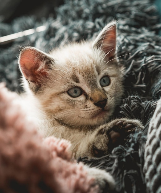 Close-up portret van een kitten