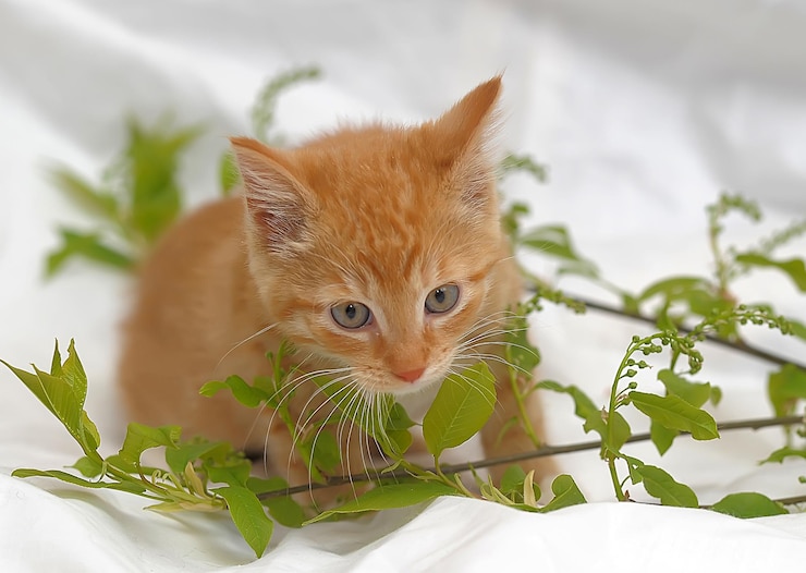 Foto close-up portret van een kitten