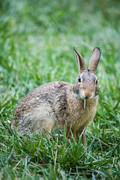 Close-up portret van een konijn dat op een grasveld zit