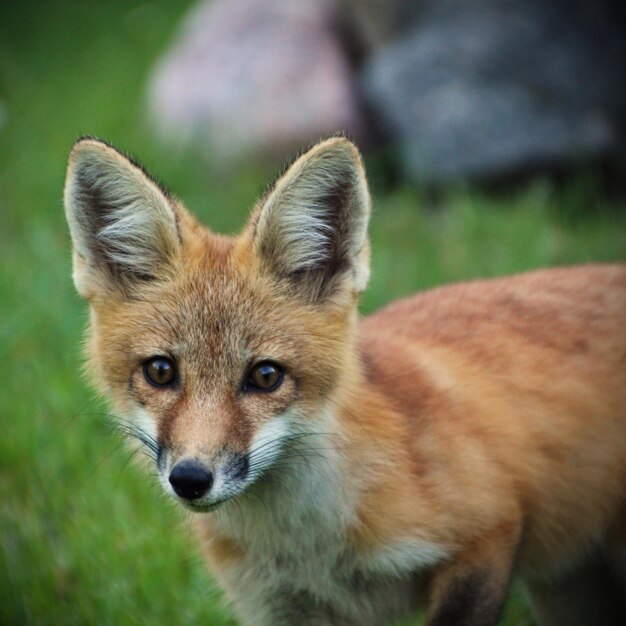 Foto close-up portret van een konijn op het veld